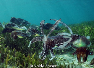 Lots of activity at the nesting site - broadclub cuttlefish. by Valda Fraser 